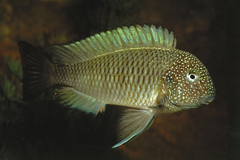 Tropheus sp. 'limespot' Lusingu